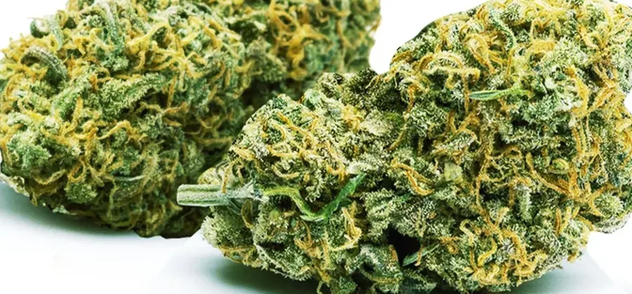 Blue Dream Nahaufnahme
