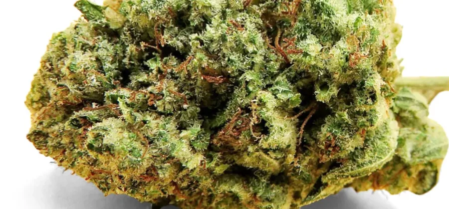 Gorilla Glue Nahaufnahme