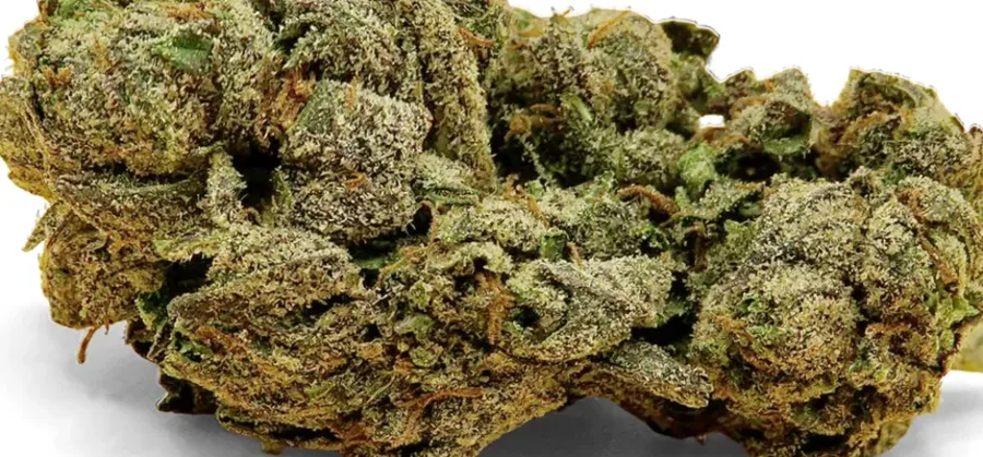Lemon Haze Nahaufnahme
