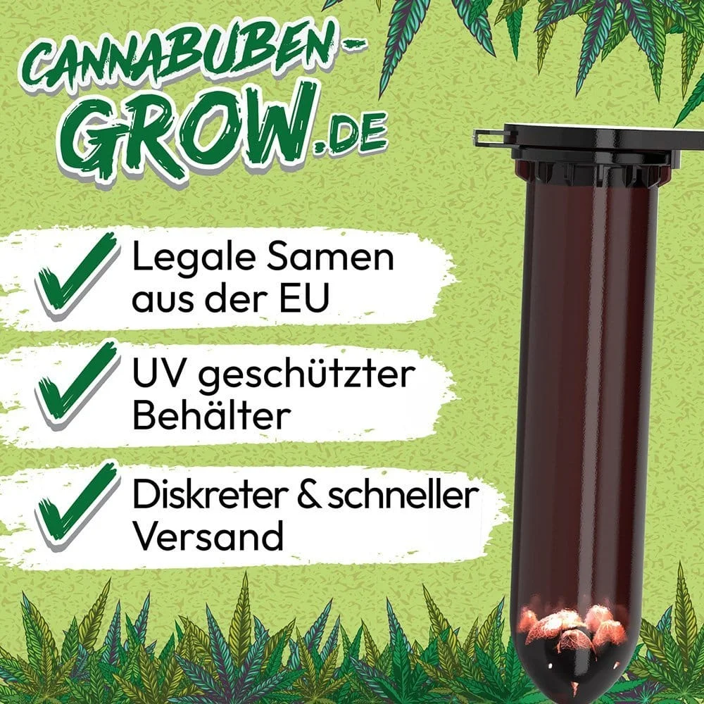 Hawaiian Snow - Cannabuben 6