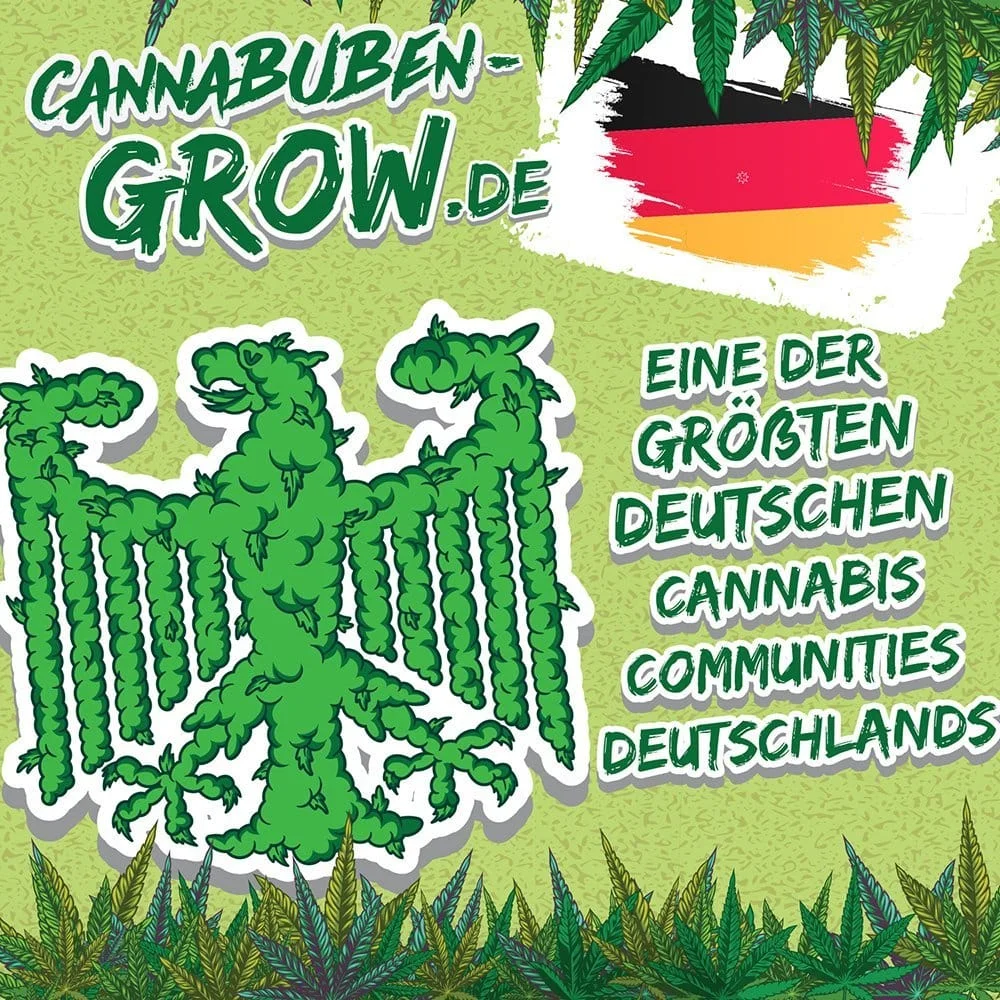 Hawaiian Snow - Cannabuben 5