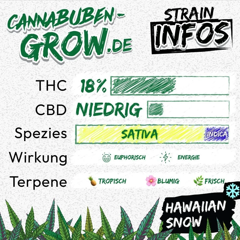 Hawaiian Snow - Cannabuben 2