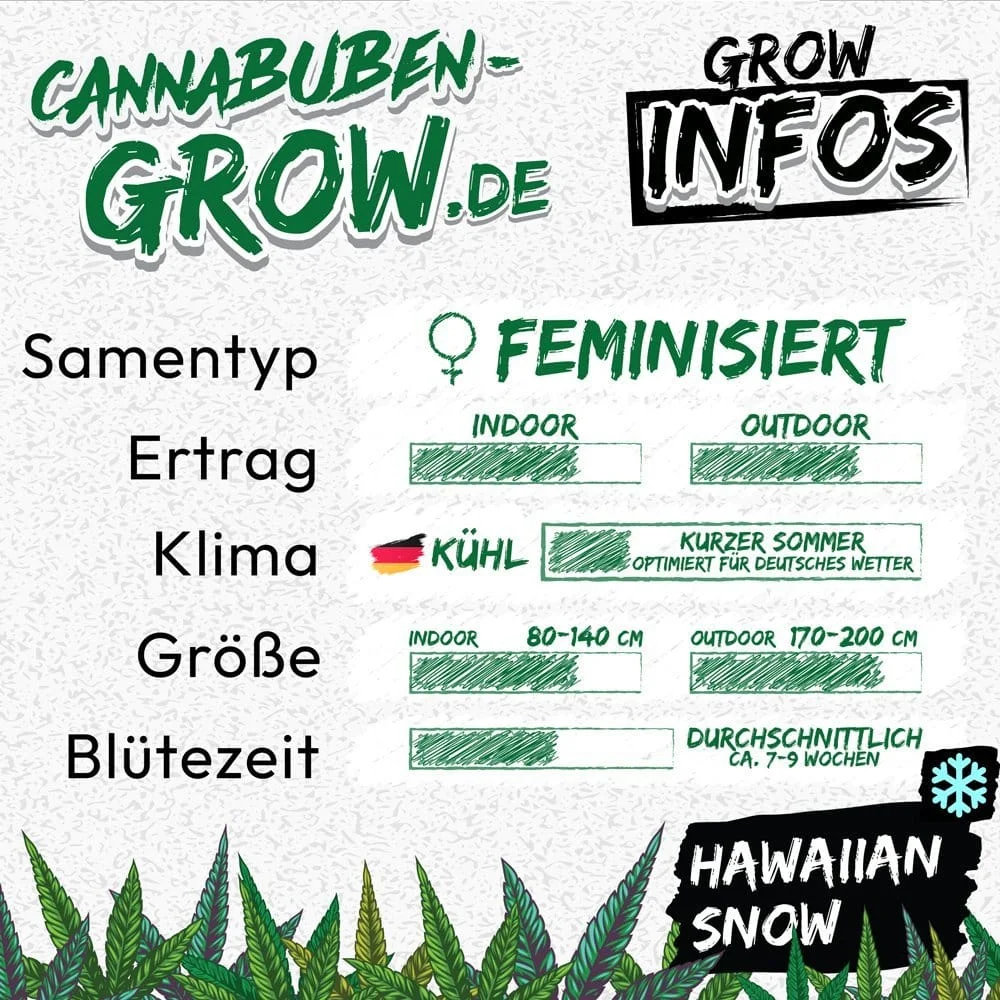 Hawaiian Snow - Cannabuben 3