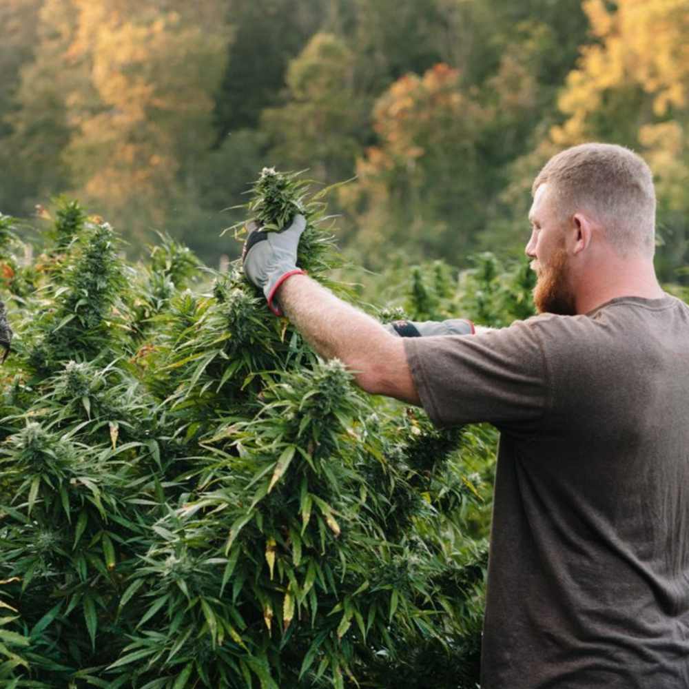 Die beste Cannabis Erde auswählen – Wichtige Kriterien für gesundes Wachstum