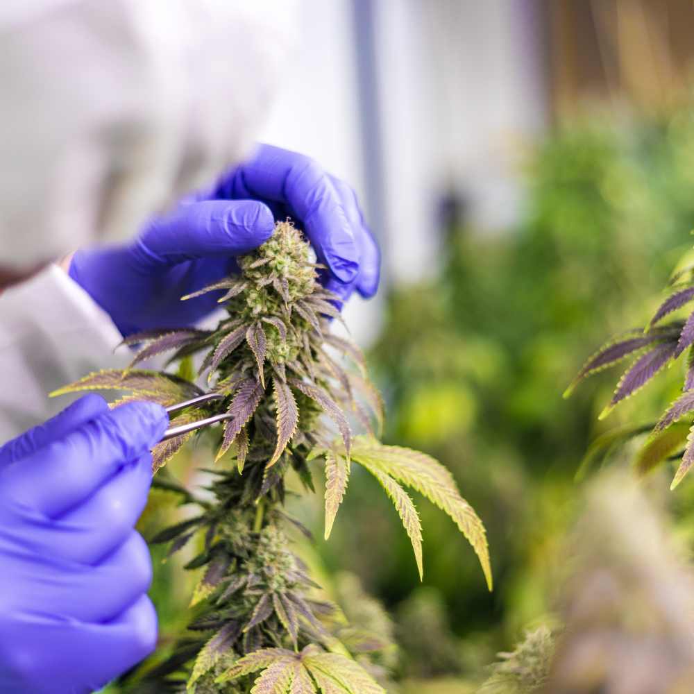 Zusammensetzung von Cannabis Erde – Wichtige Inhaltsstoffe für gesundes Pflanzenwachstum