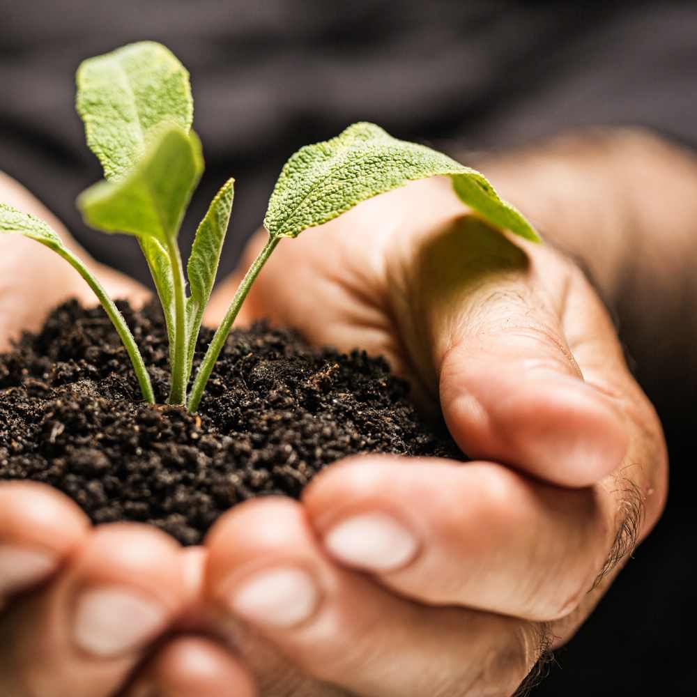 Was ist Cannabis Erde? – Die beste Erde für gesundes Wachstum und hohe Erträge