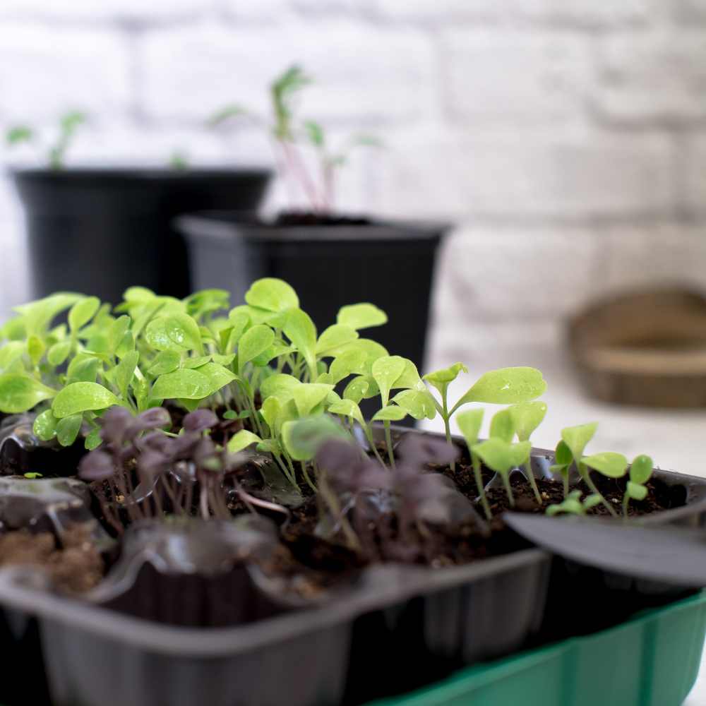 Bio vs. mineralische Cannabis Erde – Welche Erde eignet sich besser für deinen Grow?