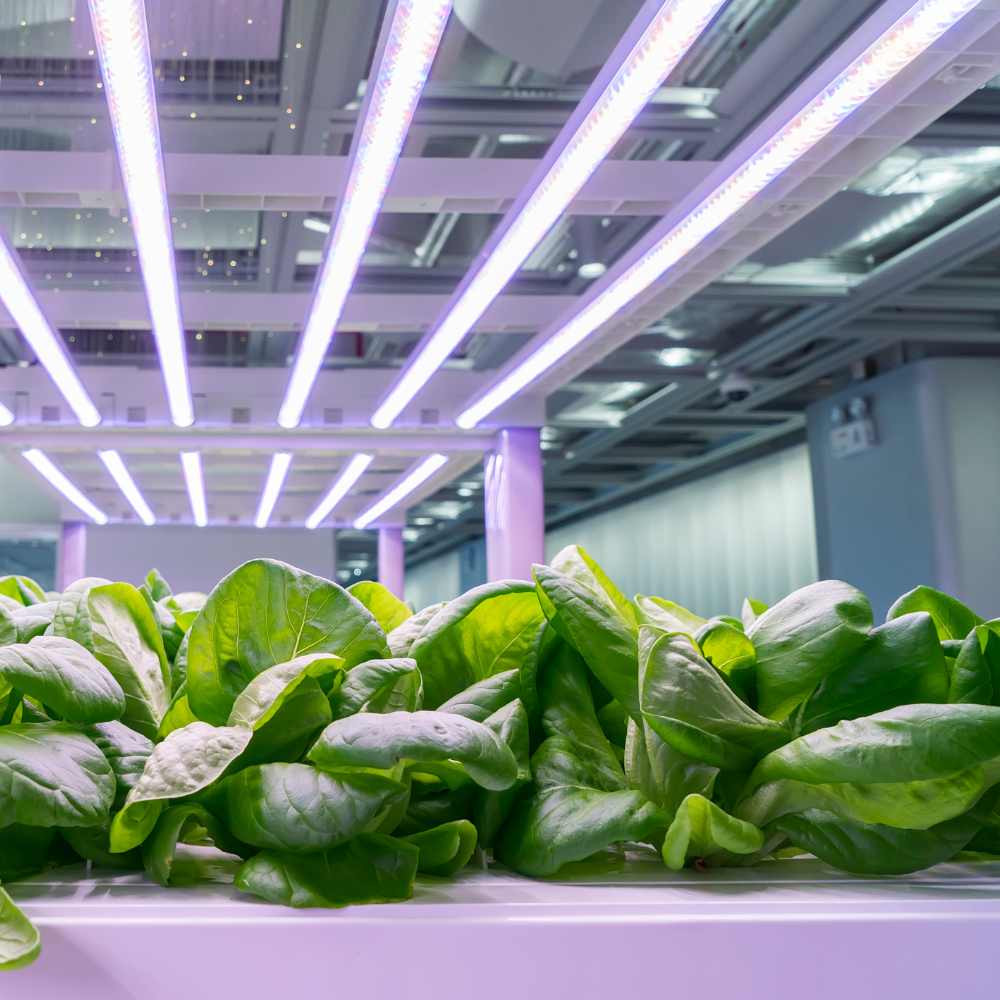 Hochwertige Erde und Substrate für Indoor- und Outdoor-Growing – Perfekte Nährstoffversorgung für gesunde Pflanzen