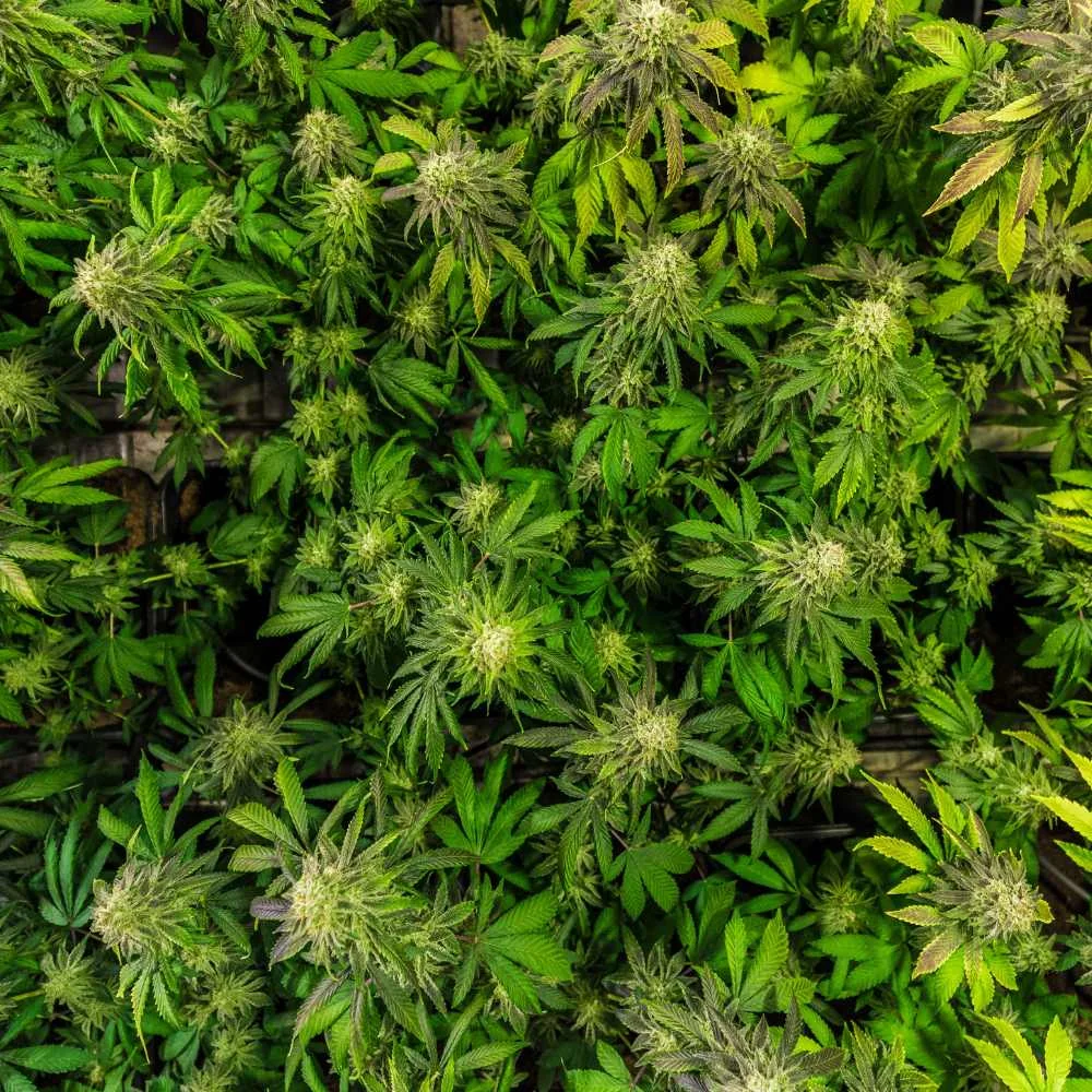 Hochwertige CBD Blüten erkennen – Tipps zur Auswahl der besten Qualität.