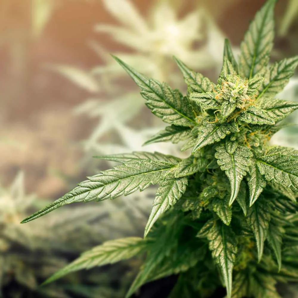 CBD Blüten für Entspannung und innere Ausgeglichenheit – die natürliche Alternative.