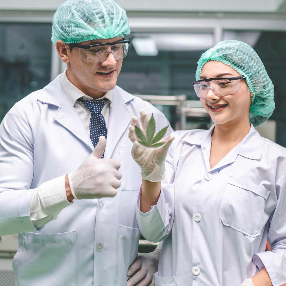 CBD-Extrakt Anwendung – Tipps für die richtige Dosierung und Nutzung von Cannabuben.