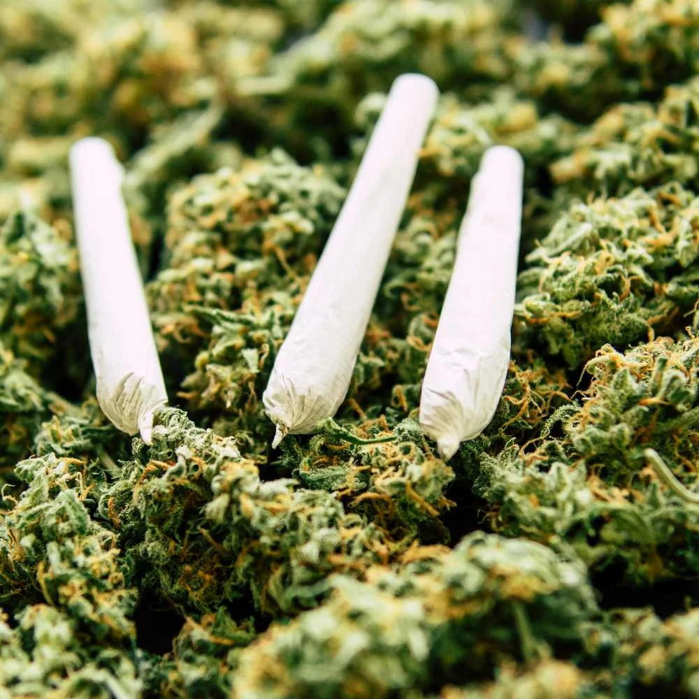 CBD Pre Rolls – die praktische und gleichmäßige Möglichkeit, CBD-Blüten zu genießen.