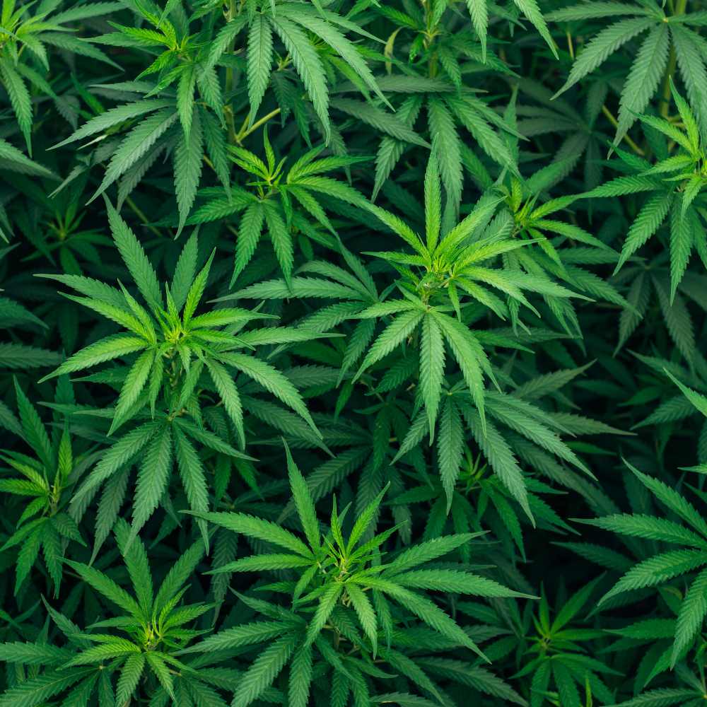 Pflege und Wartung von Grow Lampen – So verlängerst du die Lebensdauer deiner Beleuchtung