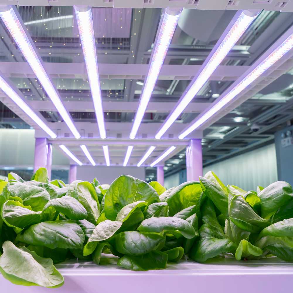 Installation und Aufbau einer Grow Lampe – Schritt-für-Schritt-Anleitung für optimale Beleuchtung