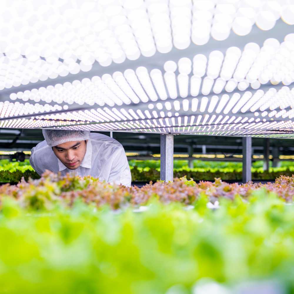 Vorteile von LED Grow Lampen – Energieeffiziente Beleuchtung für maximales Pflanzenwachstum