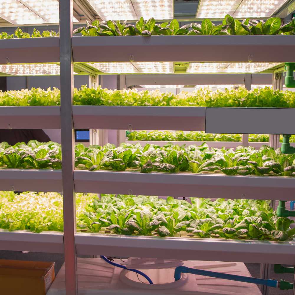 Was ist eine Grow Lampe? – Die richtige Beleuchtung für optimales Pflanzenwachstum