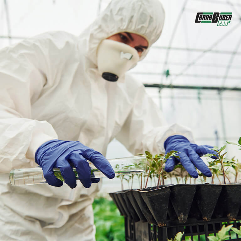 Überdüngte Cannabis-Pflanze – Risiken bei Dünger für Cannabispflanzen.