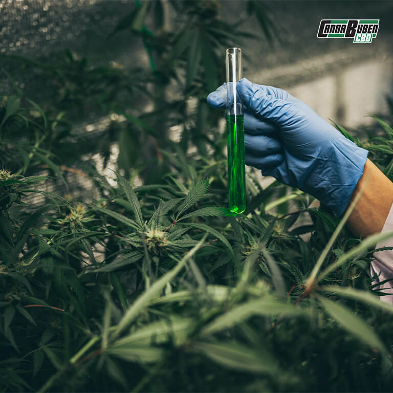 Organischer Kompost als Dünger für Cannabispflanzen.