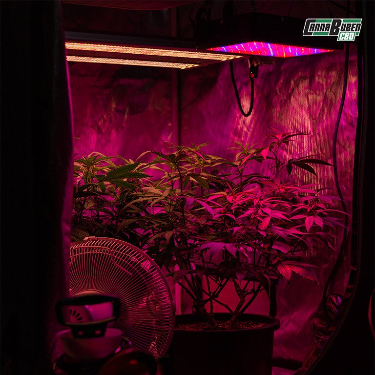 Erde für Cannabispflanzen, die mit Wurmkot angereichert ist, um eine natürliche und langanhaltende Nährstoffversorgung zu gewährleisten.