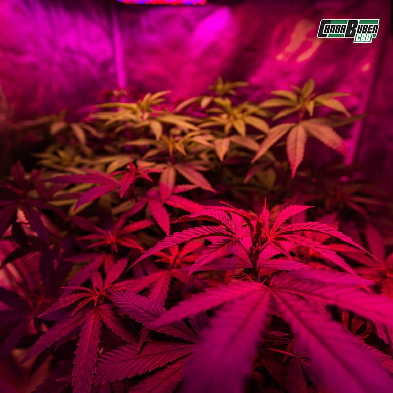 Reflektierende Innenwände einer modernen Growbox.