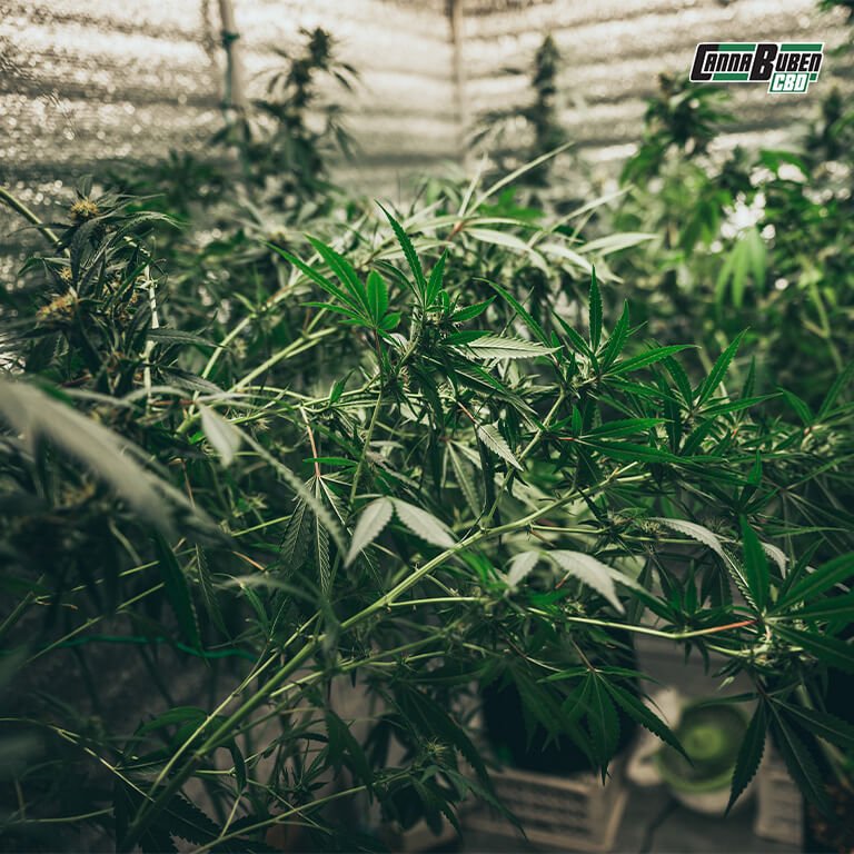 Zubehörset für eine Growbox: LED-Lampen, Lüfter und Filter.