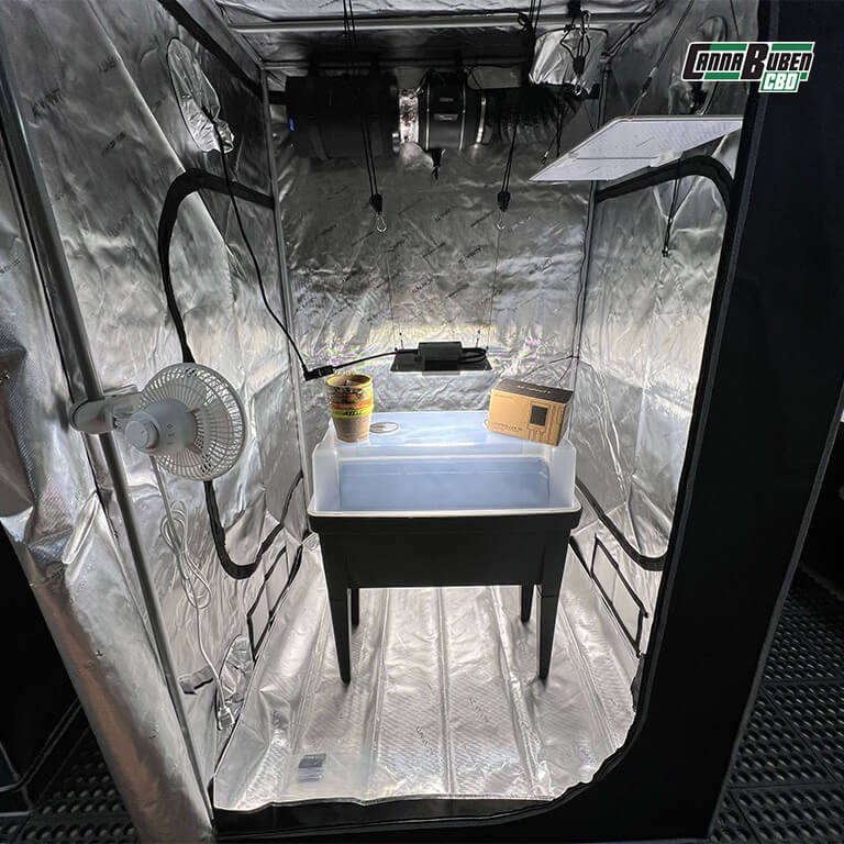 Cannabis-Pflanzen in einer gut belüfteten Growbox.