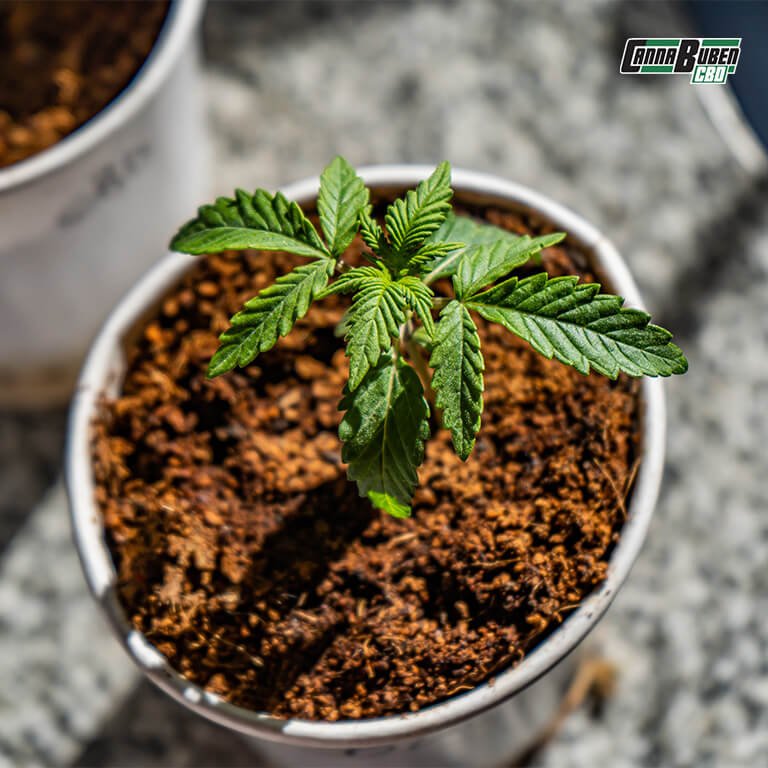 Vorgedüngte Erde für Cannabispflanzen in einem Topf, die eine ideale Nährstoffversorgung für die vegetative Phase bietet.
