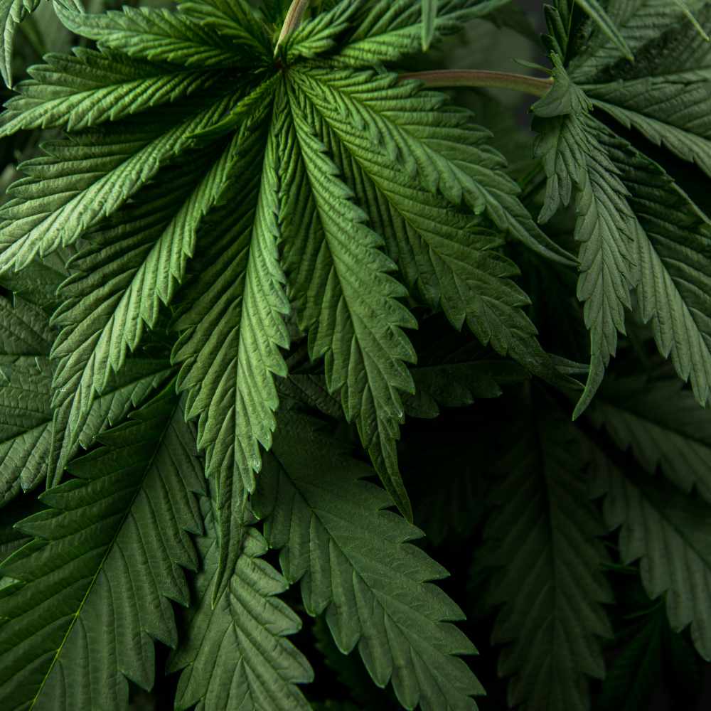 CBD Kaffee – aromatischer Genuss kombiniert mit der entspannenden Wirkung von CBD.