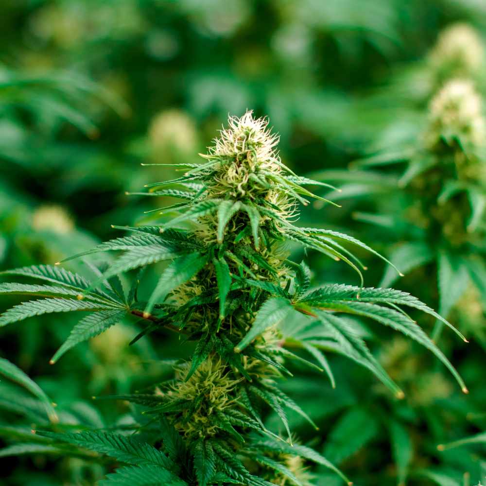 CBD Kaffee kaufen – hochwertige Qualität jetzt bei Cannabuben bestellen.