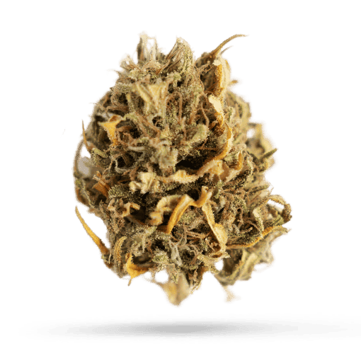 Drapalin 24/1 Bafokeng Choice