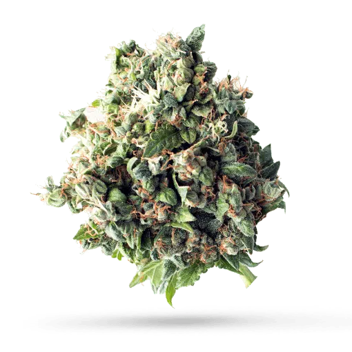 420 Natural 22/1 CA GG4