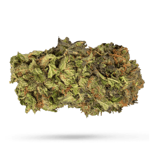 Tilray THC 22 Spotlight Porto Jack Herer